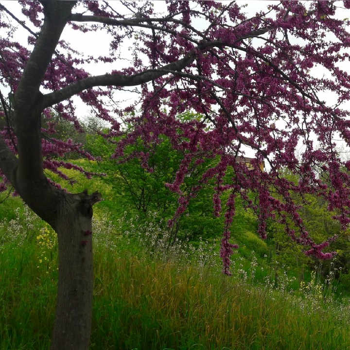 spring