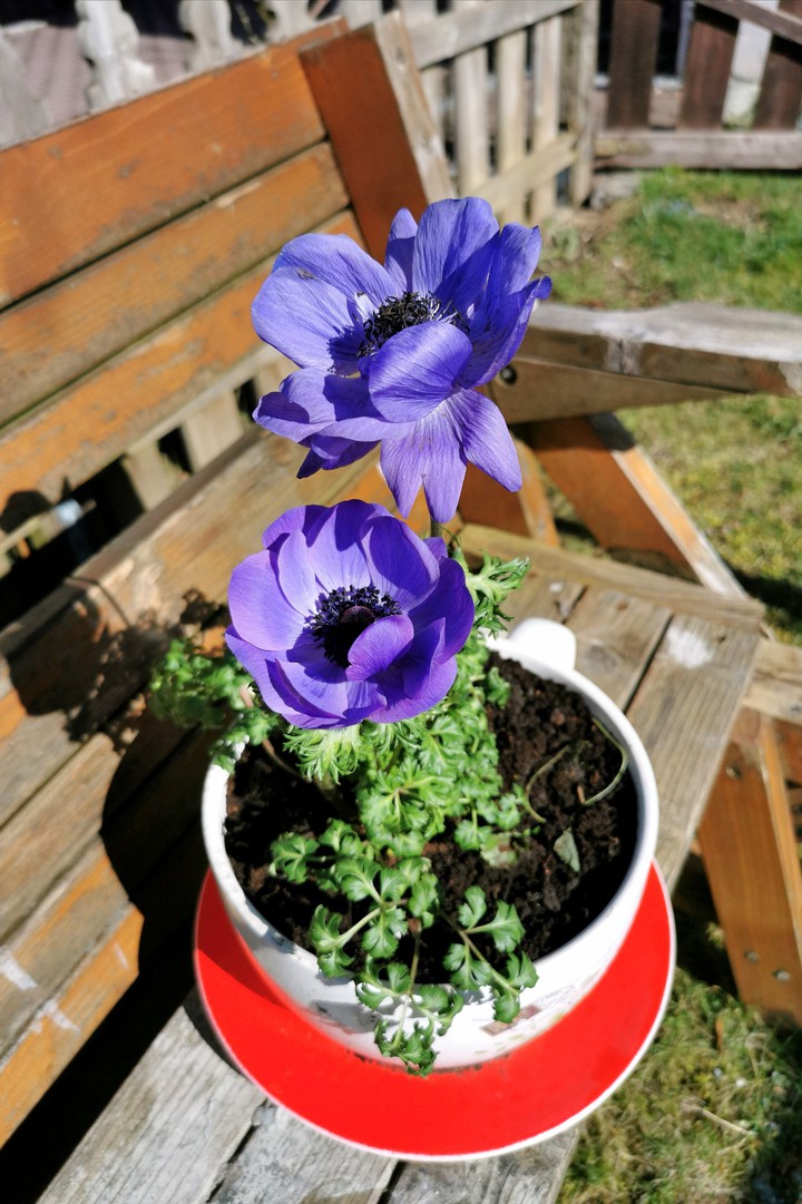 Anemone
