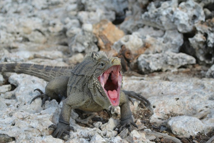 iguana