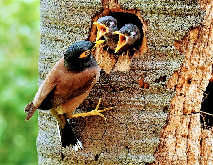 Common Myna