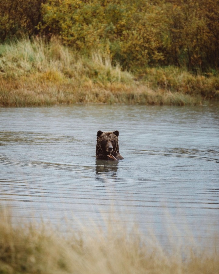 bear