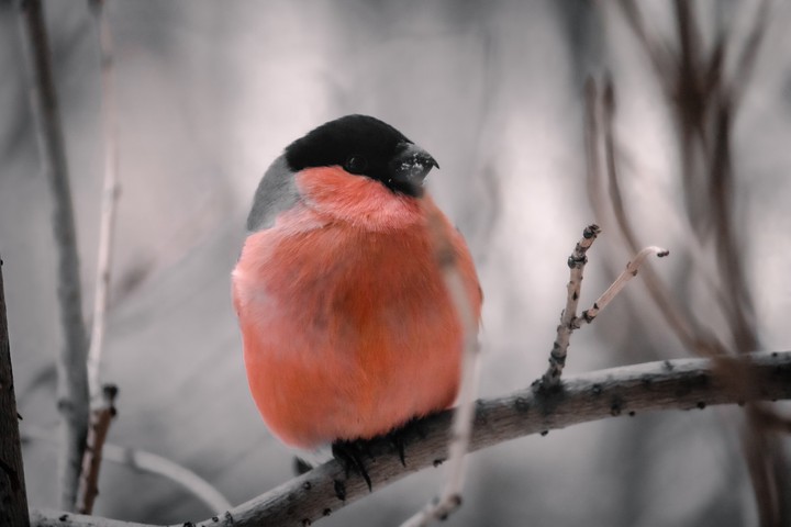 Red bird