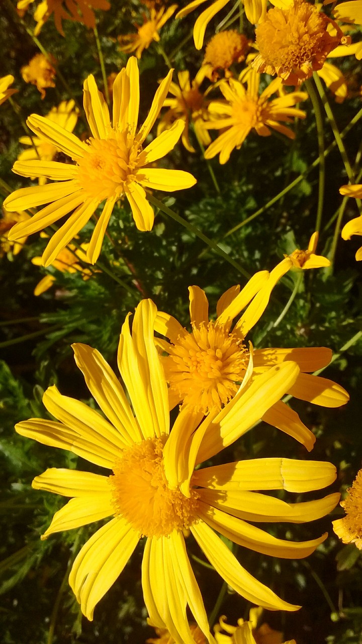 the yellow