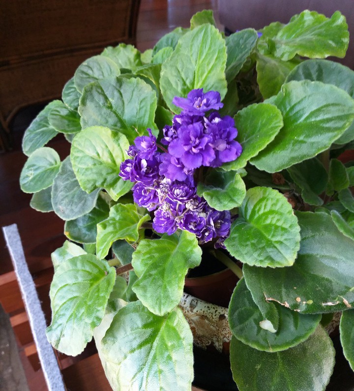 violeta