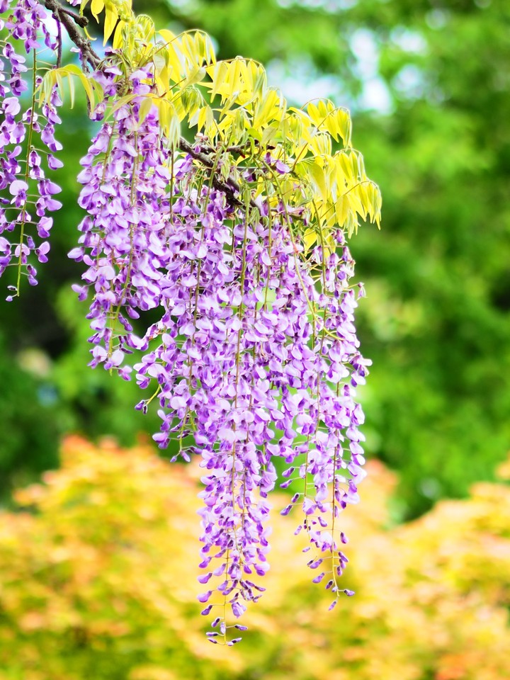 Wisteria flowers