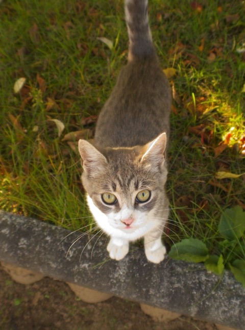 cat