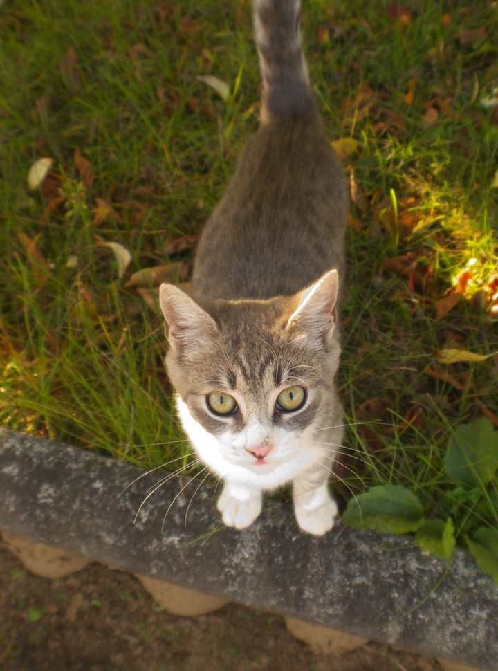 cat