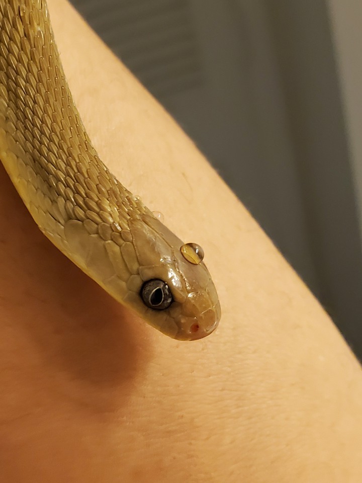 egg-eating snake