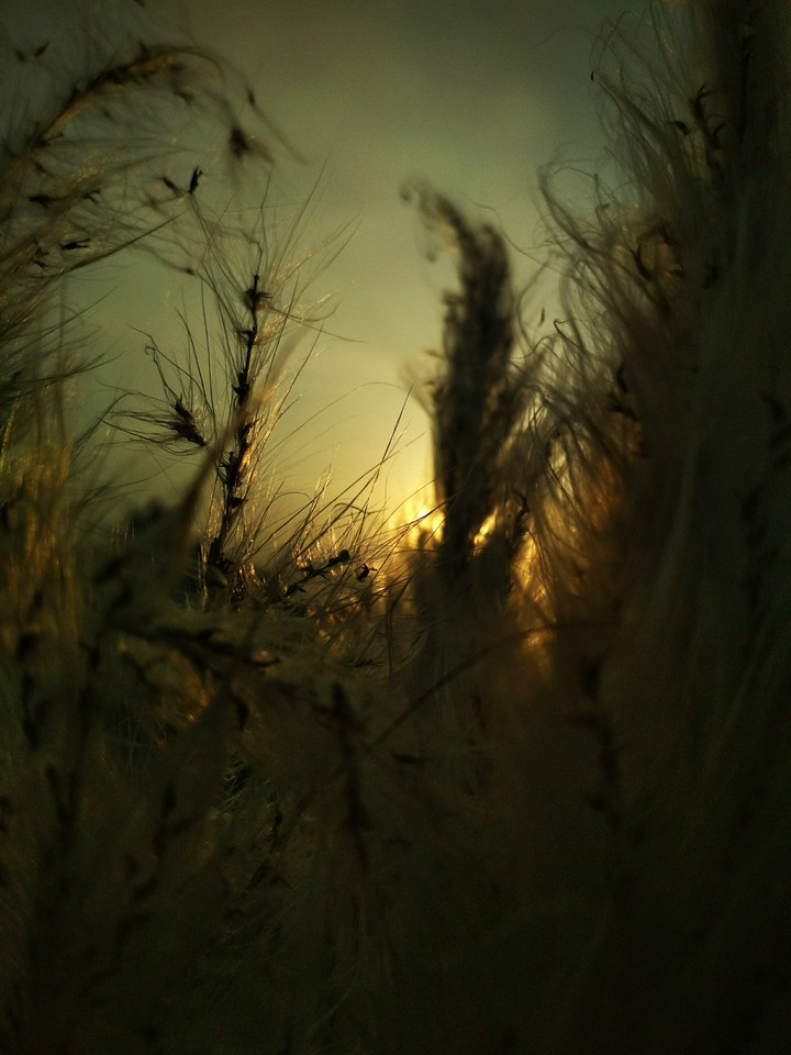 The Dandelion