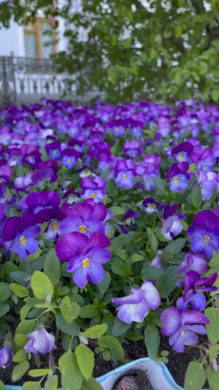 Flowers from Elagin island Saint Petersburg, Russia
