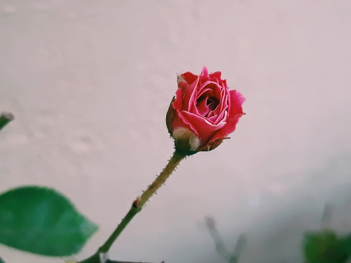 love makes life beautiful