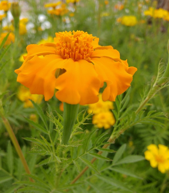 flower