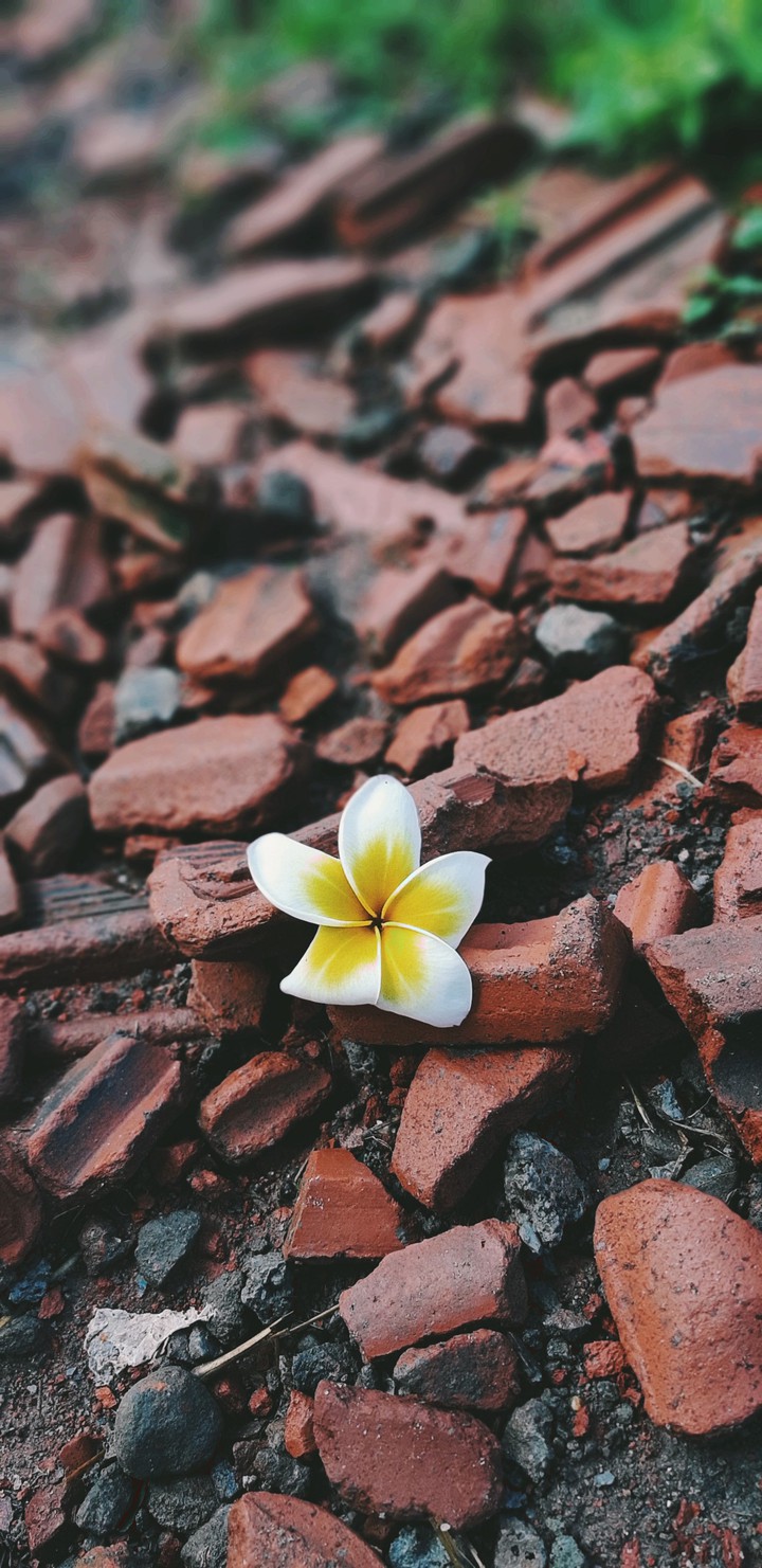 white beauty