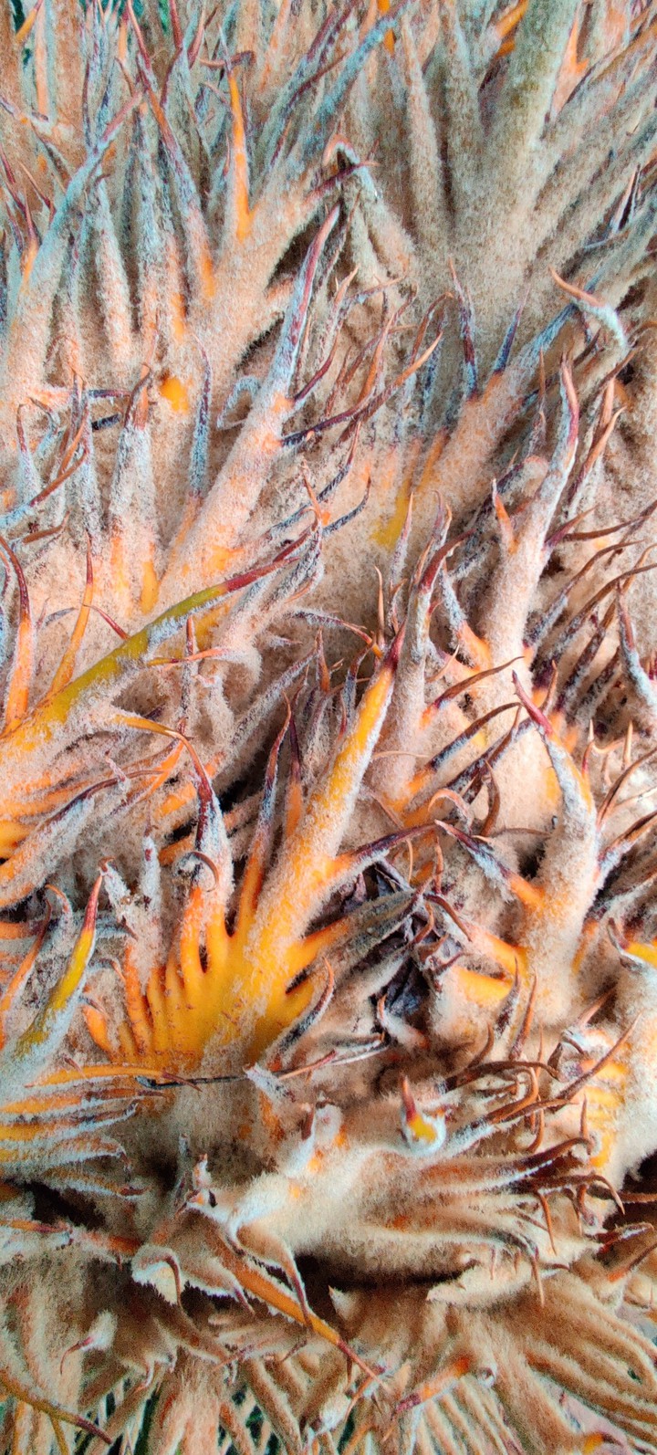 Sago Palm