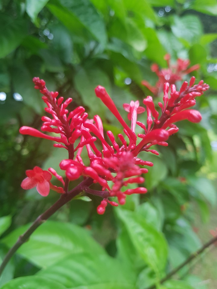 red green