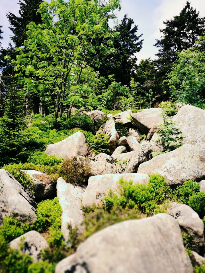 Natur pur