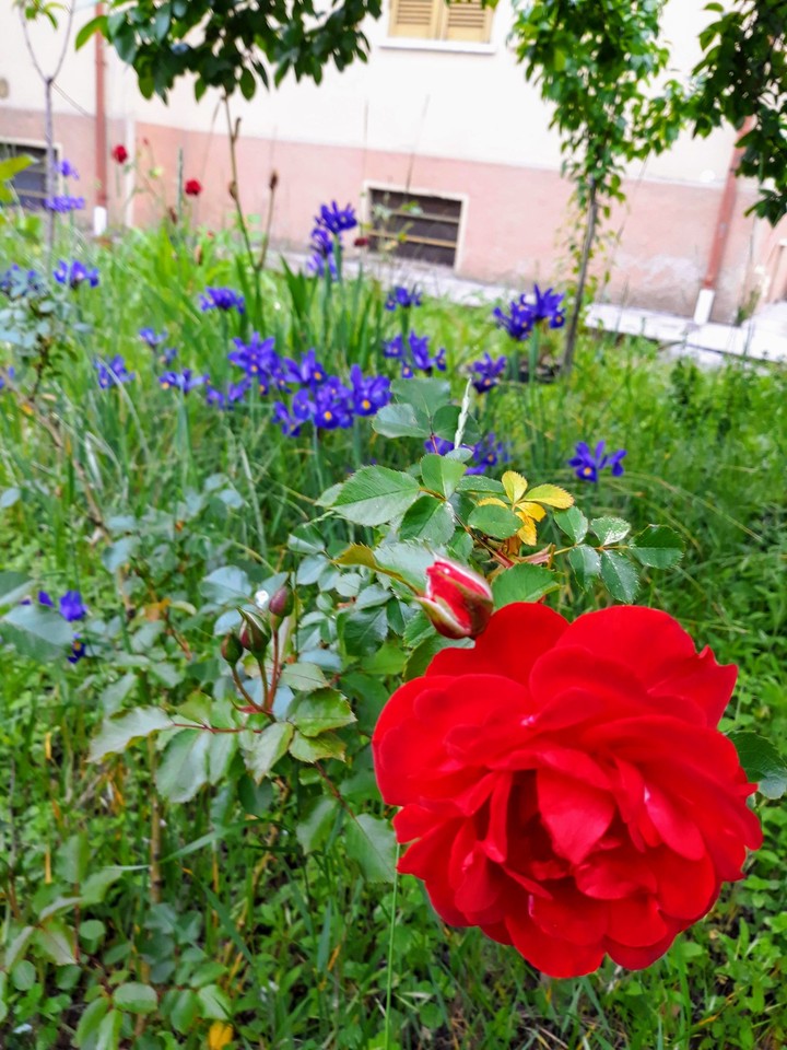 colori