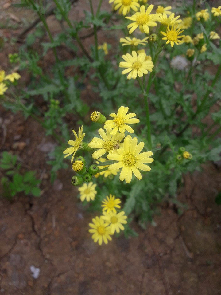 yellow love