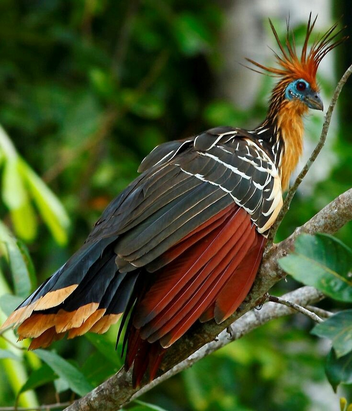 tropical birds