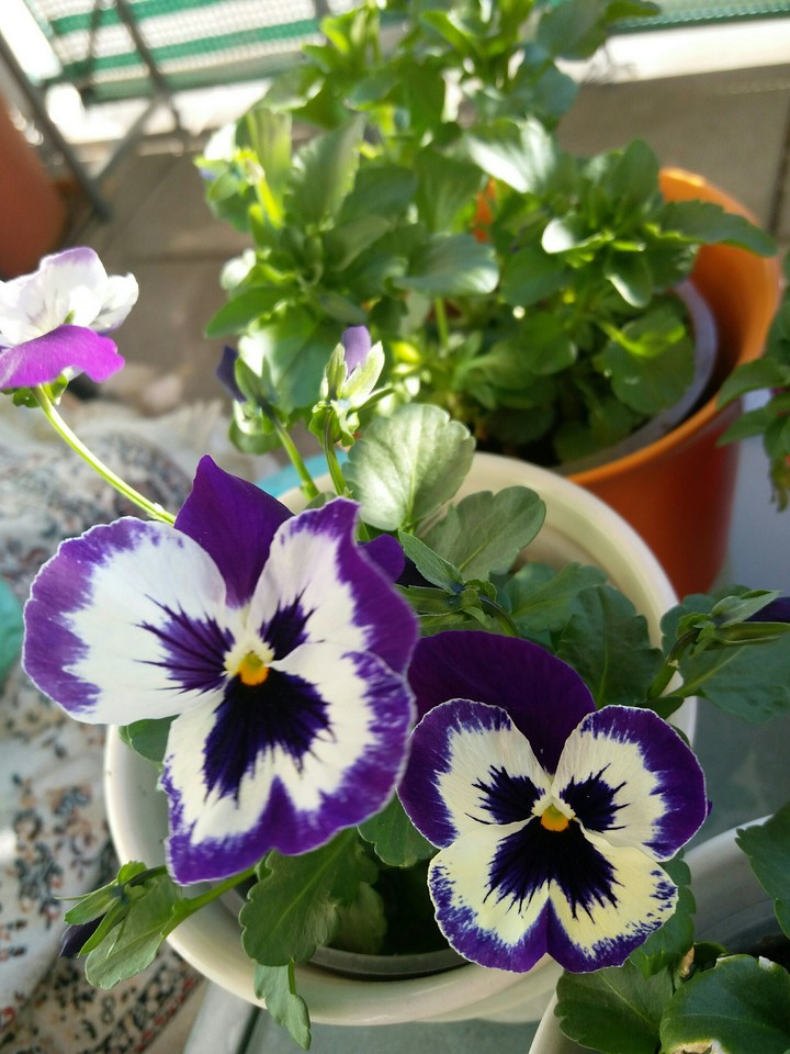 My beauty flower ;)