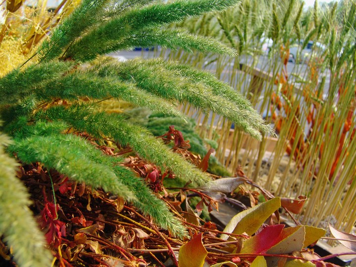 Plant