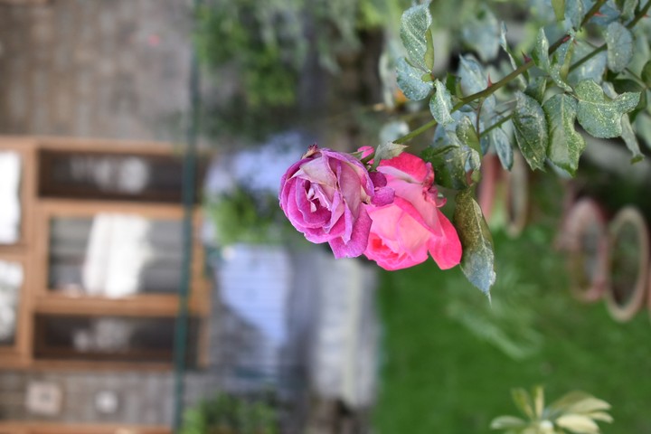 Purple And Pink Roses