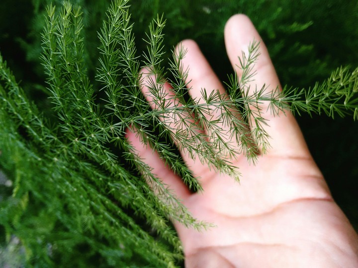 nature