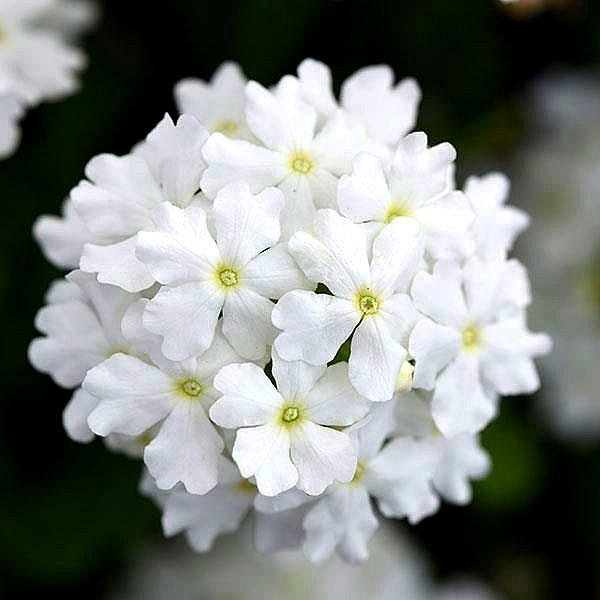 #Nature's Beauty