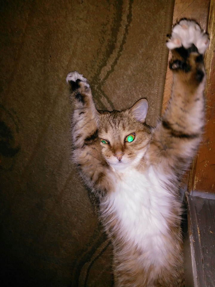 кошка