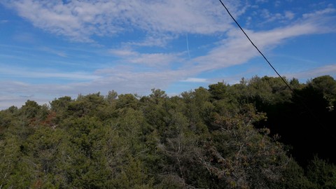 pine forest