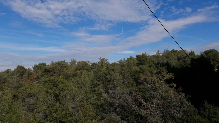 pine forest