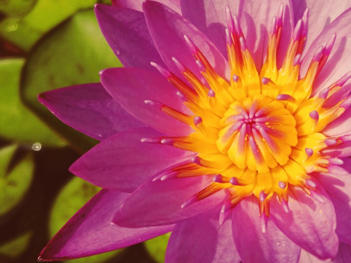 lotus