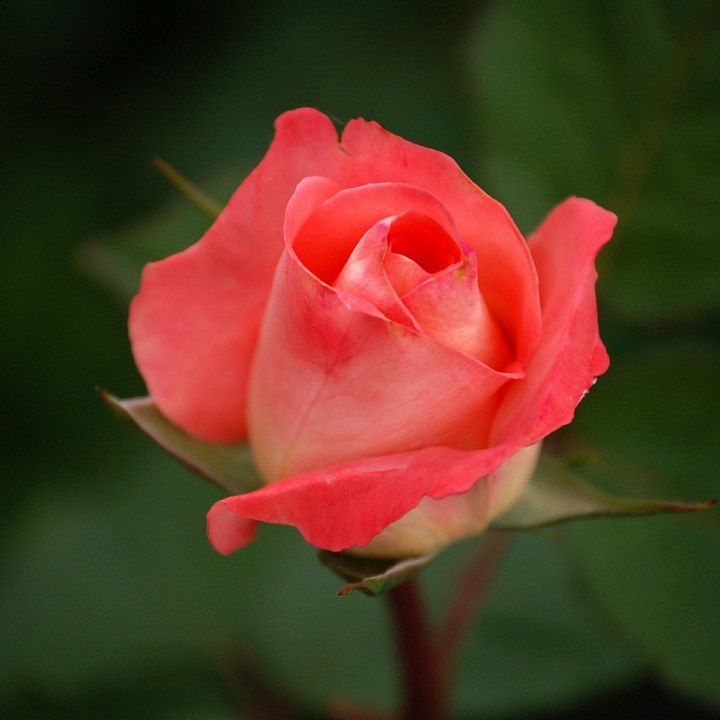 beautiful rose...