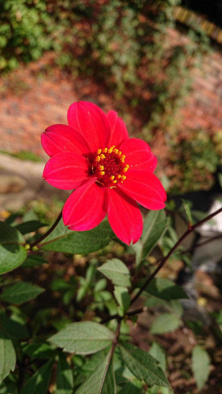 Red Flower