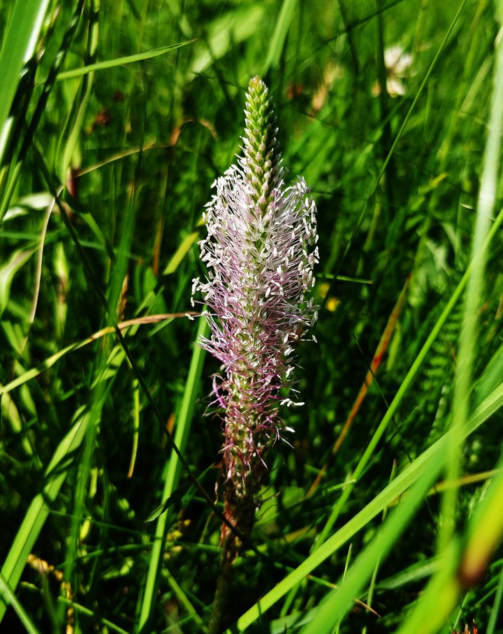 fiore