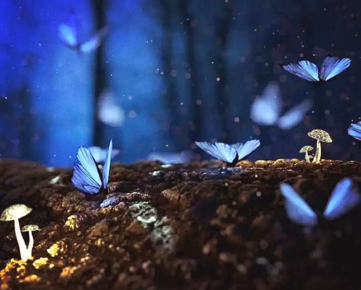 Butterfly