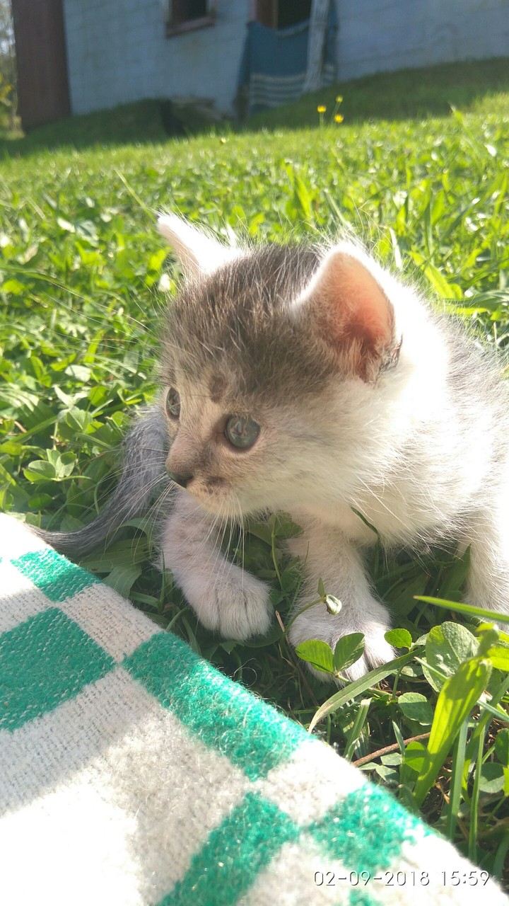 Котик