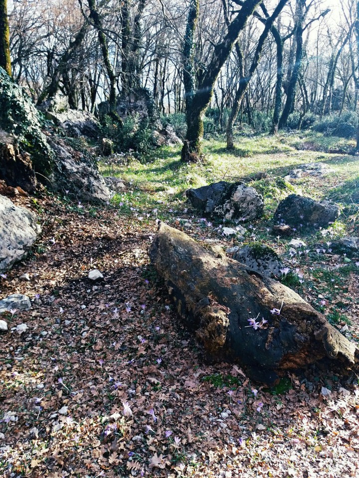 Forest