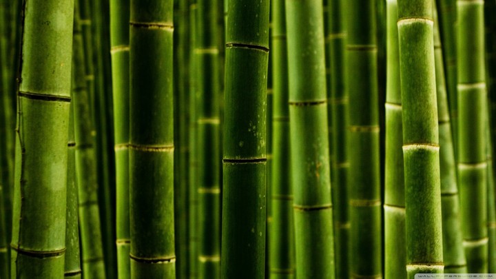 Green Bamboos