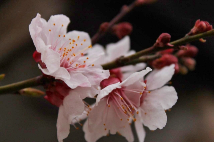 flowers spring