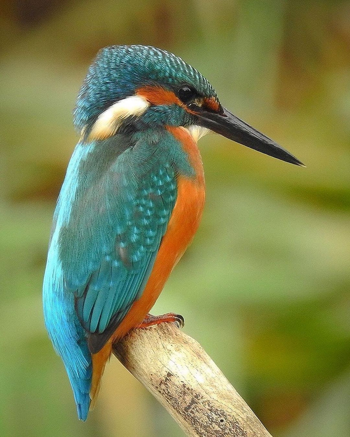 rengarenk