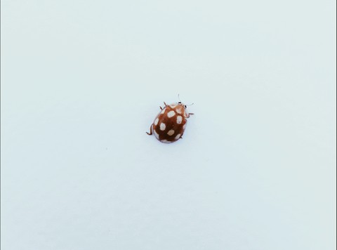 bug