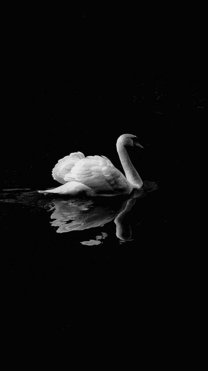 Swan
