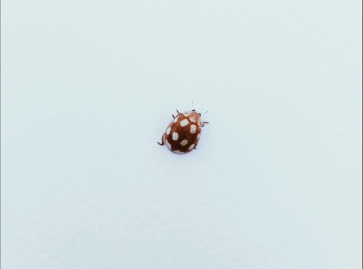 bug