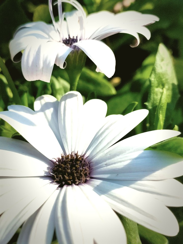 Daisy
