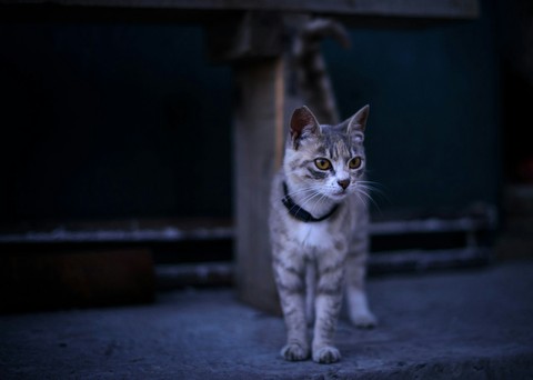 Cat