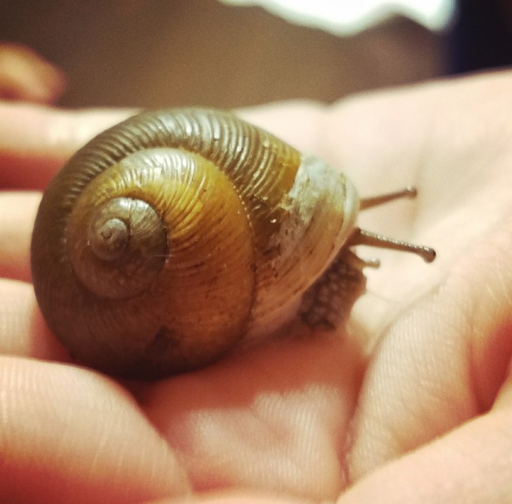 snail
