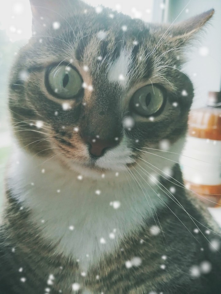 котейкин