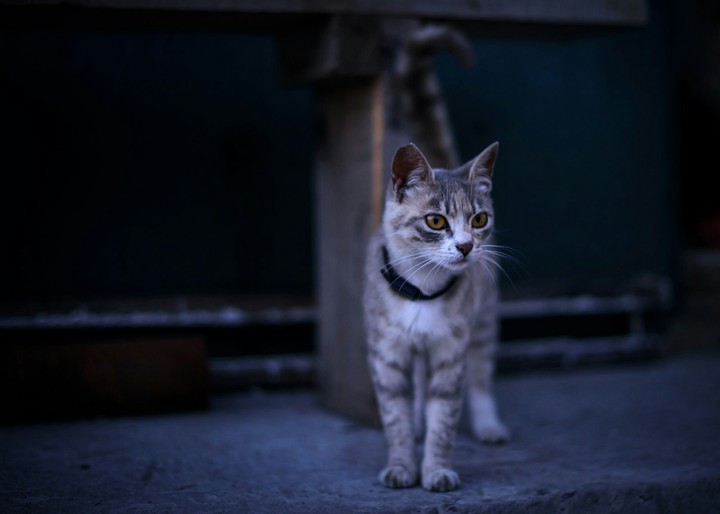 Cat