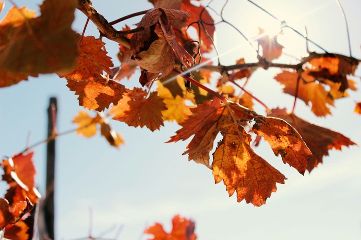 Autumn, Leaf.